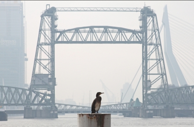 Phalacrocorax carbo / Aalscholver / Great Cormorant