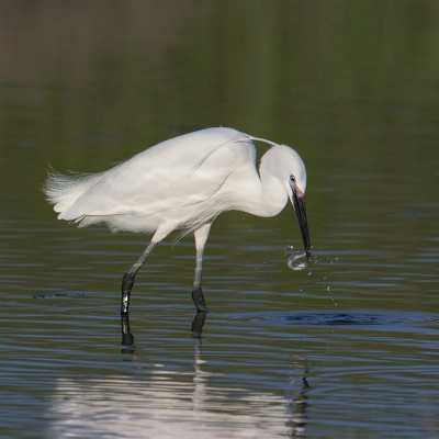 Bird picture: Egretta garzetta / Kleine Zilverreiger / Little Egret