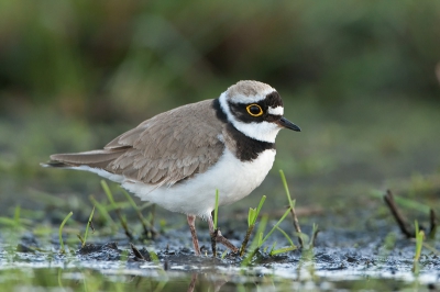 Bird picture: Charadrius dubius / Kleine Plevier / Little Ringed Plover Bird picture: Charadrius dubius / Kleine Plevier / Little Ringed Plover