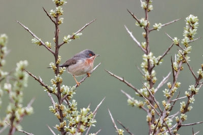 Sylvia cantillans / Baardgrasmus / Subalpine Warbler