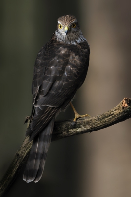 Bird picture: Accipiter nisus / Sperwer / Eurasian Sparrowhawk