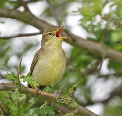Vogel foto: Hippolais icterina / Spotvogel / Icterine Warbler