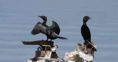 Bird picture: Microcarbo pygmeus / Dwergaalscholver / Pygmy Cormorant