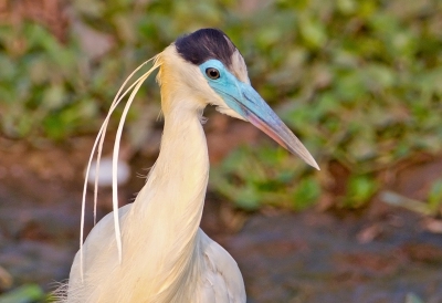 Pilherodius pileatus / Kapreiger / Capped Heron