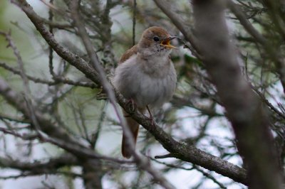 Mijn eerste fotodag met de Nikon D7100 + 300mm F4 A4.   Deze nachtegaal was een goed proefkonijn: hij zat uitbundig te zingen midden in een struik.  Gelukkig was er een kijkgaatje met vrijwel vrij zicht, genoeg voor de autofocus.