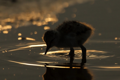 Bird picture: Recurvirostra avosetta / Kluut / Pied Avocet