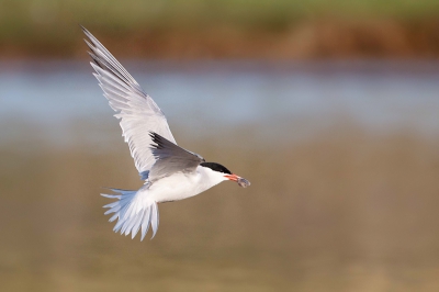 Vogel foto: Sterna hirundo / Visdief / Common Tern