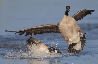 Bird picture: Branta canadensis / Grote Canadese Gans / Canada Goose Bird picture: Branta canadensis / Grote Canadese Gans / Canada Goose