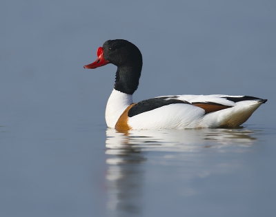Vogel foto: Tadorna tadorna / Bergeend / Common Shelduck