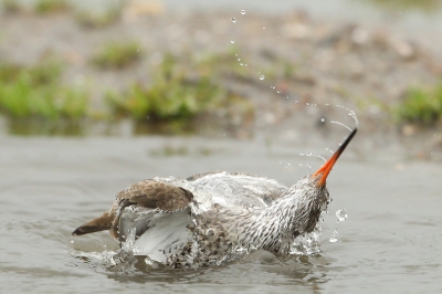 Vogel foto: Tringa totanus / Tureluur / Common Redshank
