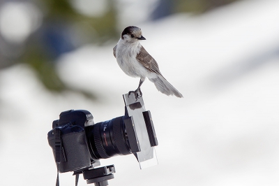 Vogel foto: Perisoreus canadensis / Canadese Taigagaai / Grey Jay