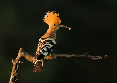 Bird picture: Upupa epops / Hop / Eurasian Hoopoe