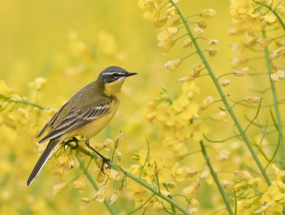Bird picture: Motacilla flava / Gele Kwikstaart / Blue-headed Wagtail Bird picture: Motacilla flava / Gele Kwikstaart / Blue-headed Wagtail