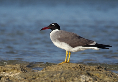 Bird picture: Ichthyaetus leucophthalmus / Witoogmeeuw / White-eyed Gull