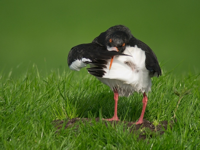 Bird picture: Haematopus ostralegus / Scholekster / Eurasian Oystercatcher
