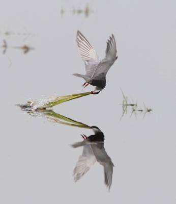 Bird picture: Chlidonias hybrida / Witwangstern / Whiskered Tern