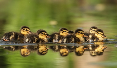 Bird picture: Anas platyrhynchos / Wilde Eend / Mallard