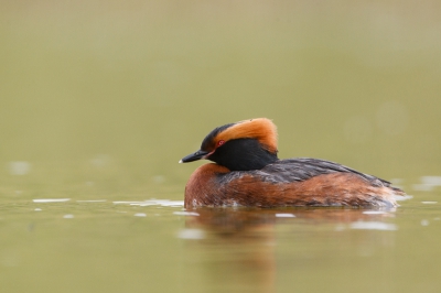 Bird picture: Podiceps auritus / Kuifduiker / Horned Grebe Bird picture: Podiceps auritus / Kuifduiker / Horned Grebe