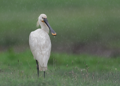 Bird picture: Platalea leucorodia / Lepelaar / Eurasian Spoonbill