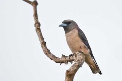 Bird picture: Artamus fuscus / Grijze Spitsvogel / Ashy Woodswallow