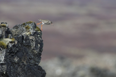 Bird picture: Tringa totanus / Tureluur / Common Redshank
