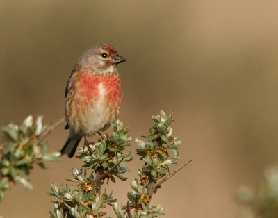 Bird picture: Linaria cannabina / Kneu / Common Linnet