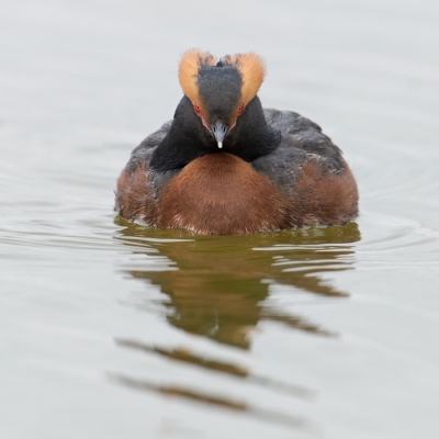 Bird picture: Podiceps auritus / Kuifduiker / Horned Grebe