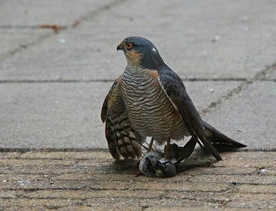 2. Accipiter nisus / Sperwer / Eurasian Sparrowhawk