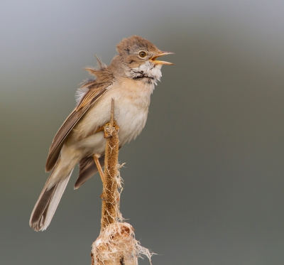 3. Sylvia communis / Grasmus / Common Whitethroat