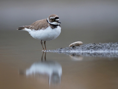 Bird picture: Charadrius dubius / Kleine Plevier / Little Ringed Plover