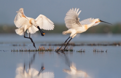 Bird picture: Platalea leucorodia / Lepelaar / Eurasian Spoonbill