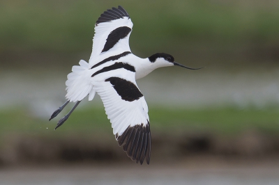 Bird picture: Recurvirostra avosetta / Kluut / Pied Avocet