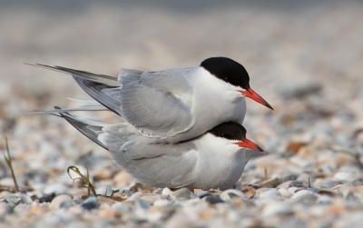 5. Sterna hirundo / Visdief / Common Tern
