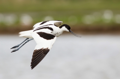 Bird picture: Recurvirostra avosetta / Kluut / Pied Avocet