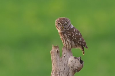 Bird picture: Athene noctua / Steenuil / Little Owl