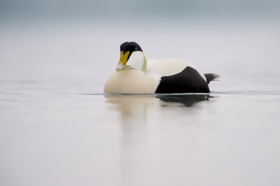 Bird picture: Somateria mollissima / Eider / Common Eider