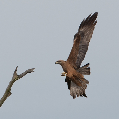 Bird picture: Milvus migrans / Zwarte Wouw / Black Kite