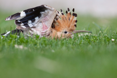 4. Upupa epops / Hop / Eurasian Hoopoe