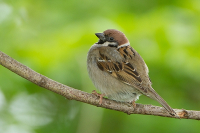 5. Passer montanus / Ringmus / Eurasian Tree Sparrow
