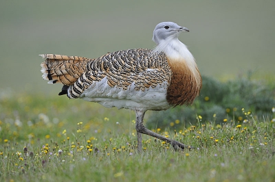 2. Otis tarda / Grote Trap / Great Bustard