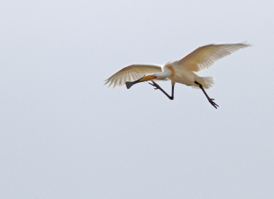 Platalea leucorodia / Lepelaar / Eurasian Spoonbill