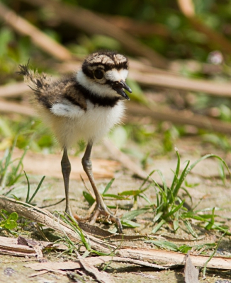 Bird picture: Charadrius vociferus / Killdeerplevier / Killdeer
