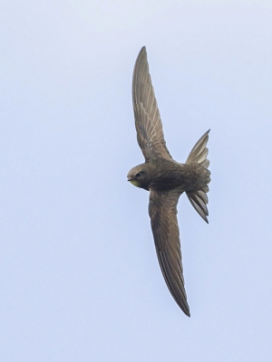 Bird picture: Apus apus / Gierzwaluw / Common Swift
