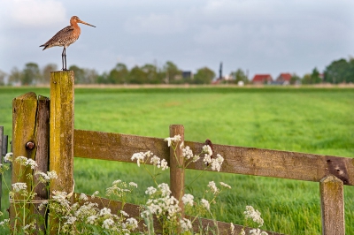 Bird picture: Limosa limosa / Grutto / Black-tailed Godwit