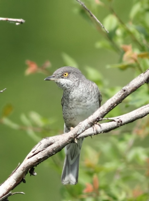 Bird picture: Sylvia nisoria / Sperwergrasmus / Barred Warbler