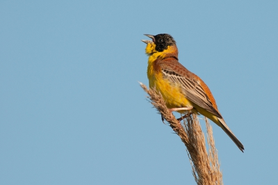 Bird picture: Emberiza melanocephala / Zwartkopgors / Black-headed Bunting