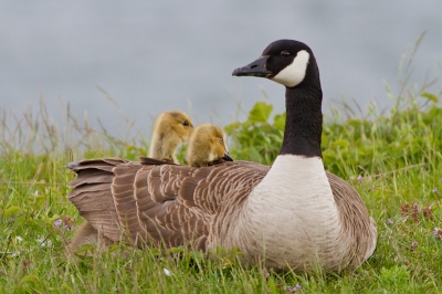 Bird picture: Branta canadensis / Grote Canadese Gans / Canada Goose