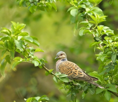 Bird picture: Streptopelia Turtur / Zomertortel / European Turtle Dove