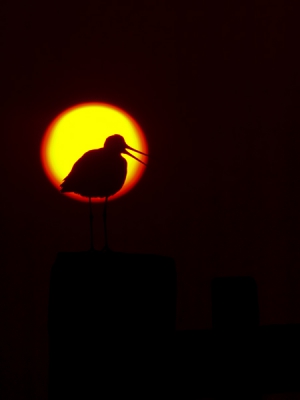 Genspireerd door de Grutto die Marcel van Kammen vandaag geplaatst had weer eens op pad voor een foto met tegenlicht, het was dan wel leuk om Marcel tegen te komen in onze Noord-Hollandse polders. Deze Grutto werkte mooi mee en ik kon mijn tegenlicht opname maken, ik ben aardig tevreden, terecht?

Groeten Jens