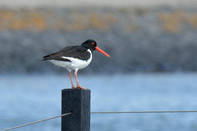 De aantallen scholeksters lopen terug zegt men, maar toch zie je ze aan de kust nog heel veel.  Deze paal-scholekster symboliseert wel mooi de positie van de scholekster: steeds meer in de buurt van mensen, maar nog wel hoofdzakelijk een kustvogel.  De kunststof paal en staaldraad geven dat wel mooi aan.